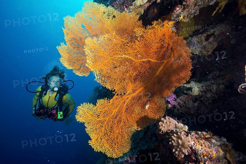 Scuba diver behind a Giant Sea Fan