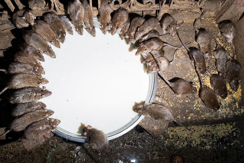 Holy rats