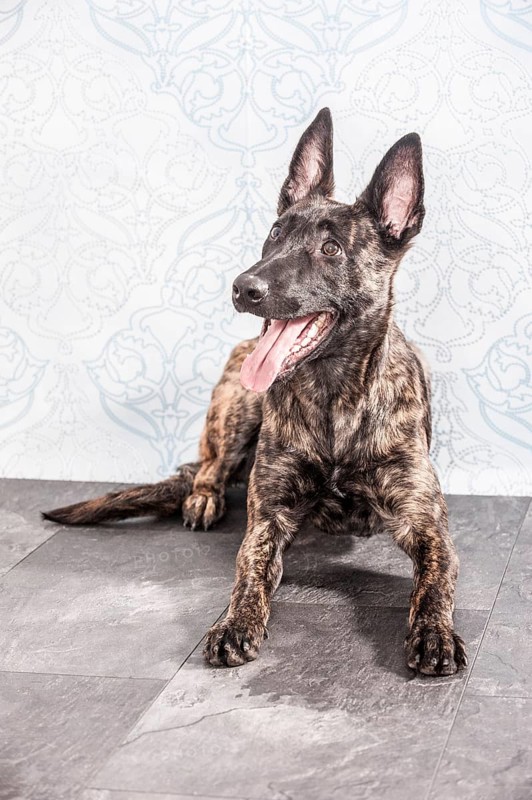 Lying Hollandse Herdershond or Dutch Shepherd Dog