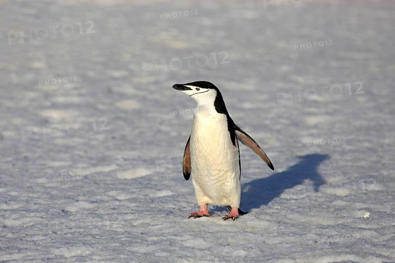Chinstrap Penguin (Pygoscelis antarctica)
