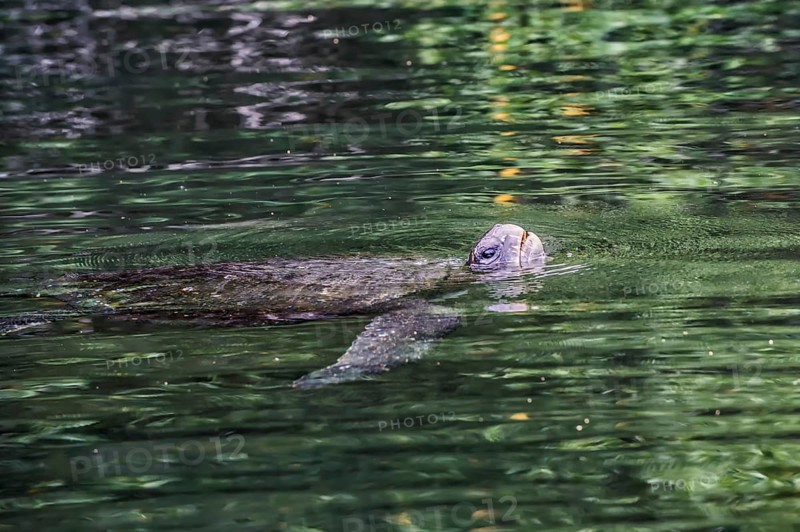 Pacific Green Turtle (Chelonia mydas agassizi) swimming