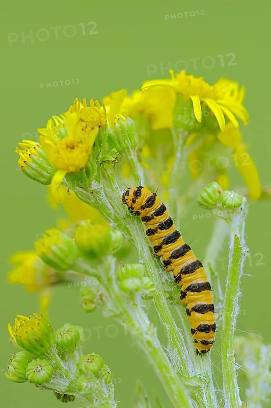 Caterpillar