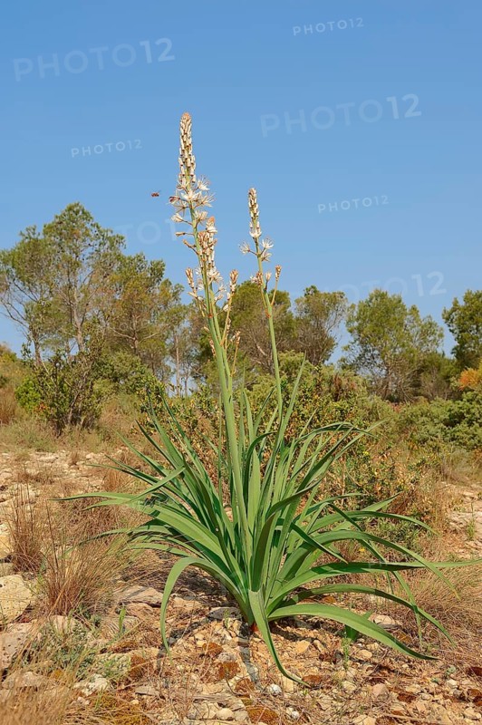 White Asphodel (Asphodelus albus)