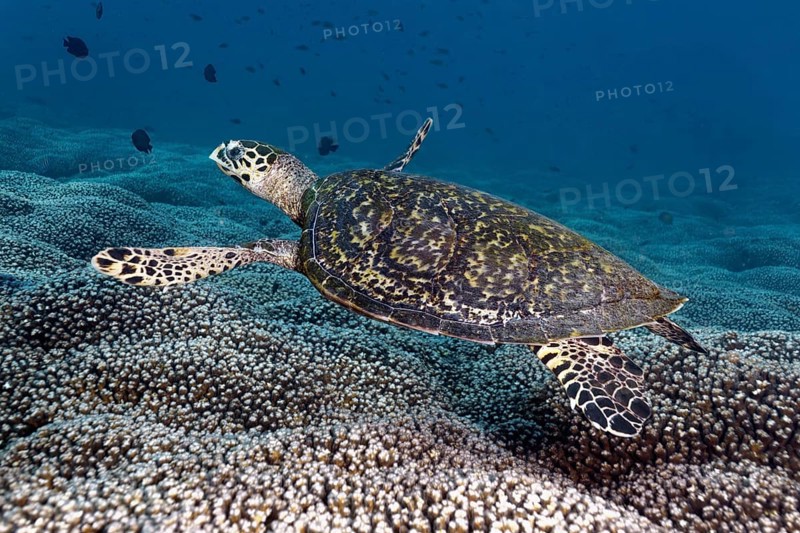 Hawksbill Sea Turtle (Eretmochelys imbricata) swimming over a coral reef