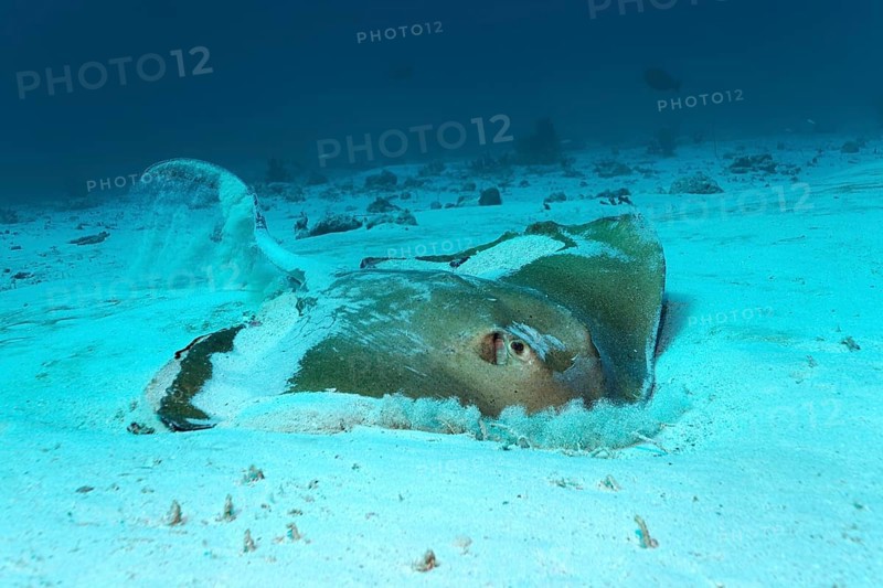Cowtail Stingray (Pastinachus sephen)