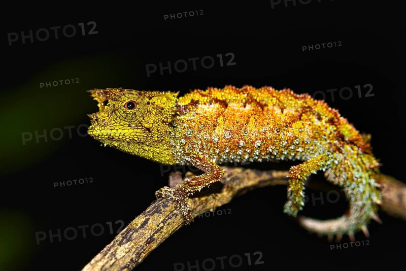 Iaraka River leaf chameleon (Brookesia vadoni)