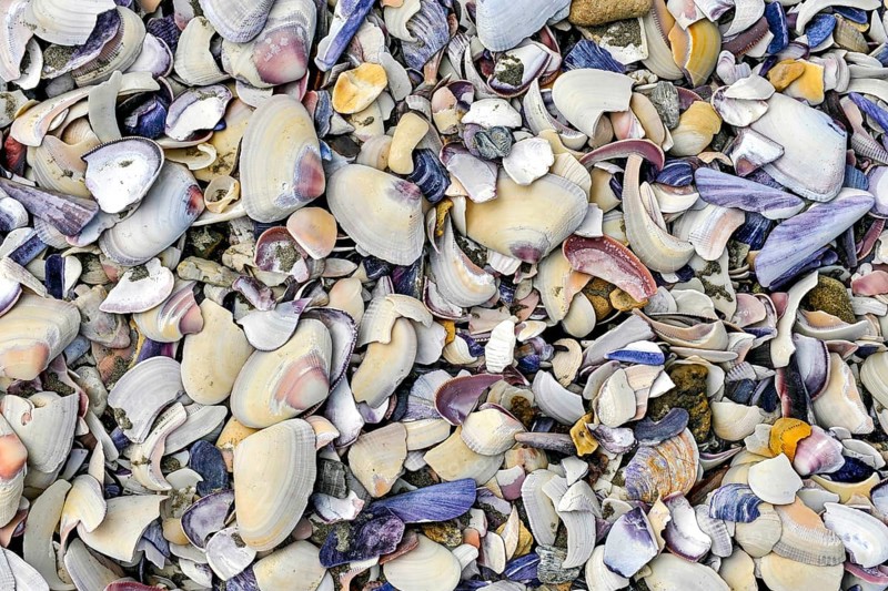 Shells on the beach