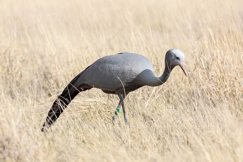 Blue Crane (Anthropoides paradisea) in grass