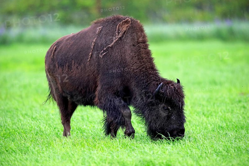 Wood bison (Bison bison athabascae)