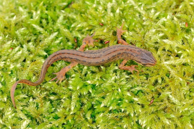 Smooth Newt or Common Newt (Lissotriton vulgaris