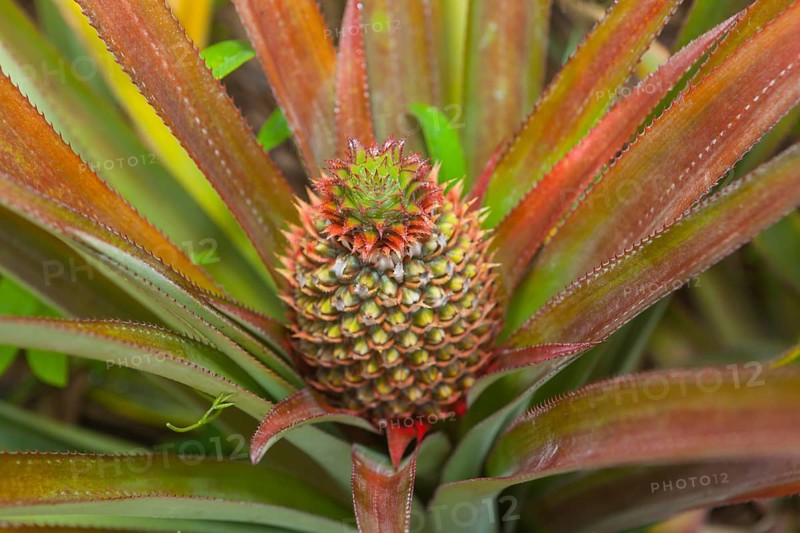 Pineapple plant (Ananas comosus)