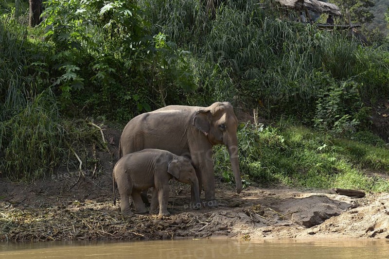 Asian or Asiatic Elephants (Elephas maximus)