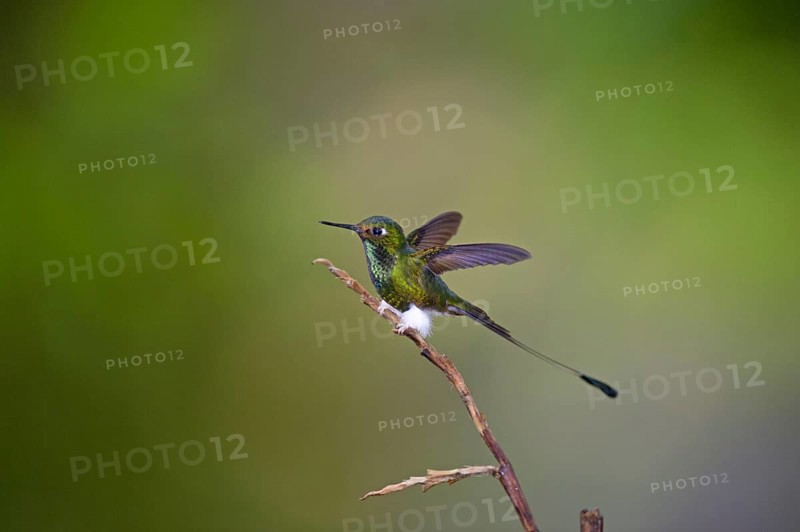 Booted Racket-tail (Ocreatus underwoodii)