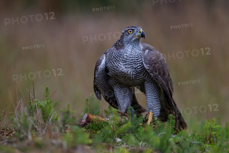 Northern Goshawk (Accipiter gentilis) with a captured squirrel