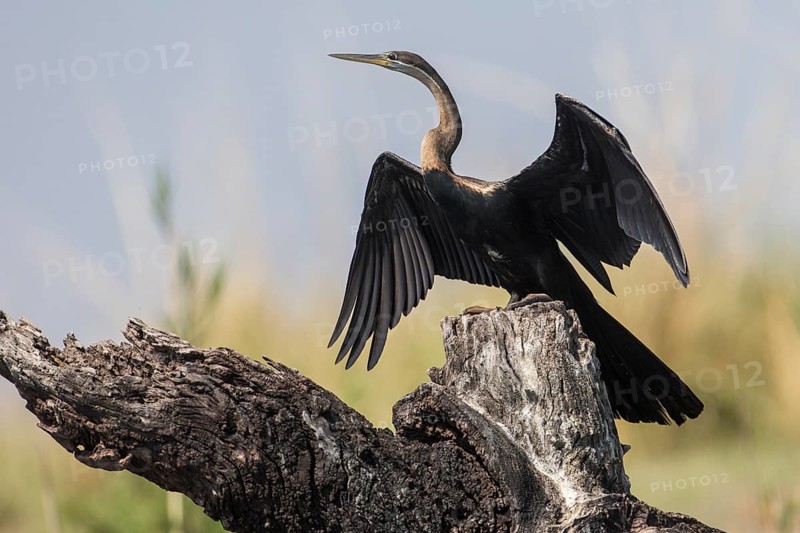 African Darter (Anhinga rufa)