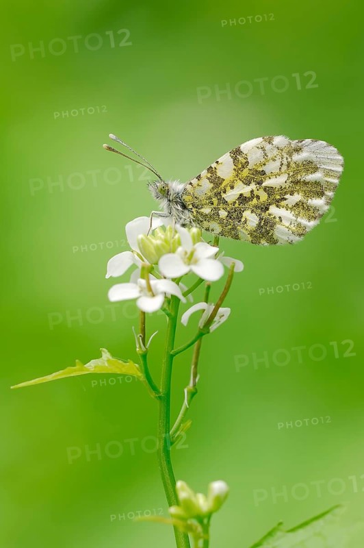Orange Tip (Anthocharis cardamines)