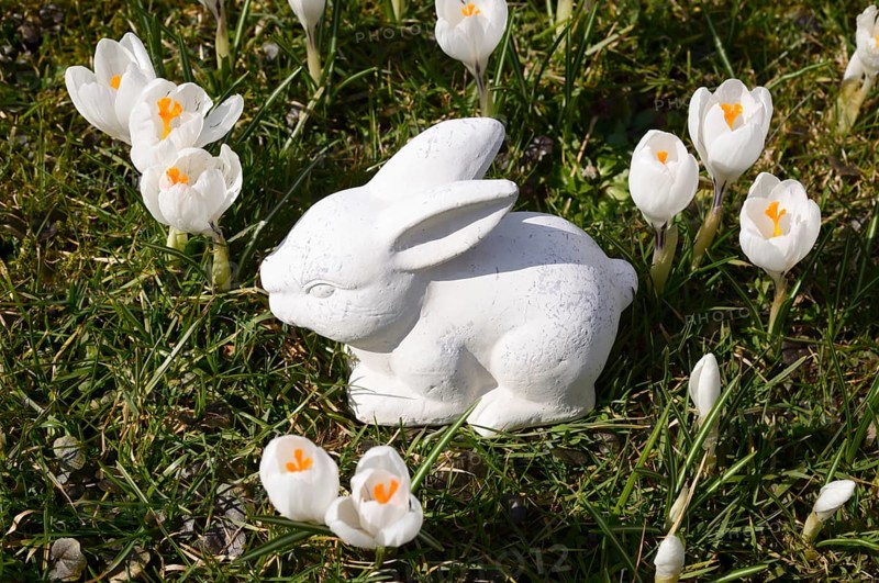 White ceramic Easter Bunny and crocuses