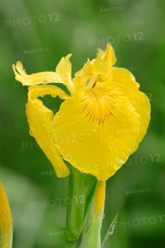 Yellow Flag or Yellow Iris (Iris pseudacorus)