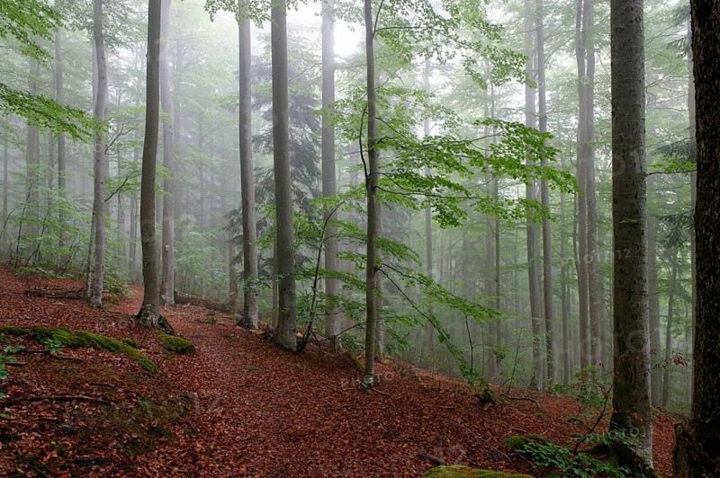 Misty forest