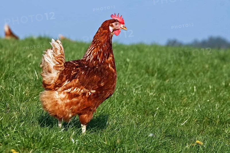 Domestic chicken