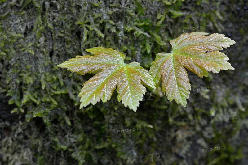 Sycamore Maple (Acer pseudoplatanus)