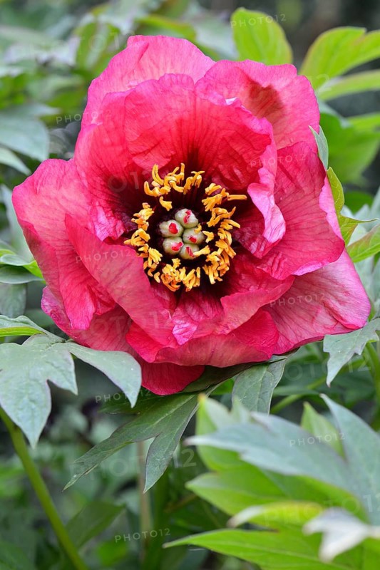 Tree Peony (Paeonia suffruticosa 'Gauguin')