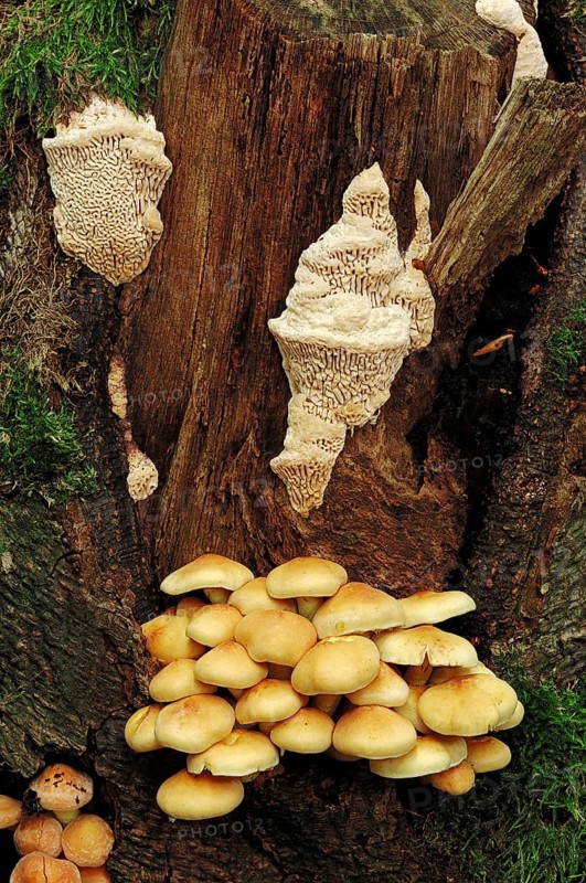 Sulphur Tuft (Hypholoma fasciculare) and Spongy Toothed Polypore (Spongipellis pachyodon)