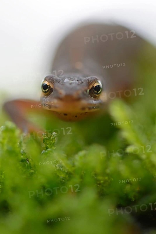 Smooth newt (Lissotriton vulgaris)