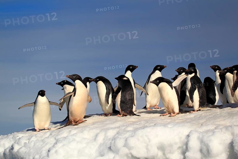 Adelie Penguins (Pygoscelis adeliae)