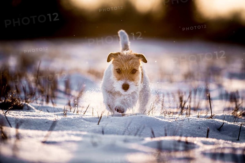 Young Jack Russell Terrier bitch walking over a snow-covered field in the morning light