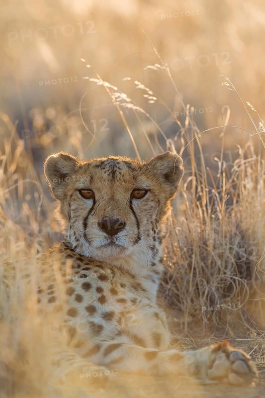 Cheetah (Acinonyx jubatus)