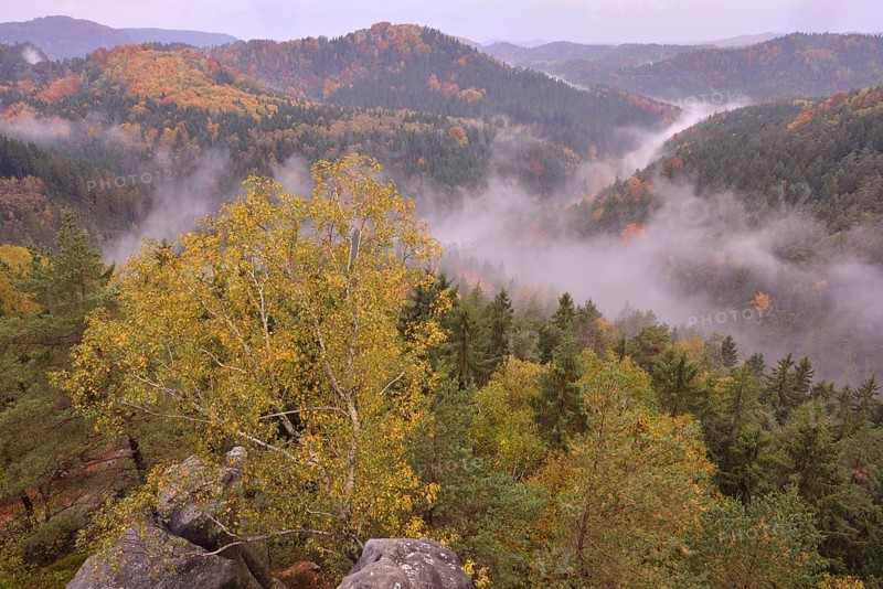 The Kirnitzschtal in fog in autumn