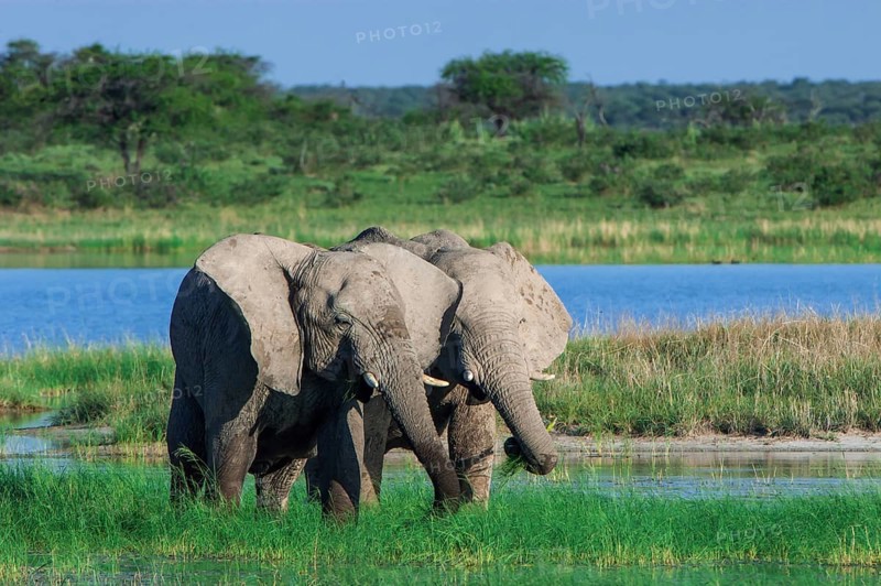 African elephants (Loxodonta africana) playfighting at the Namutoni water hole