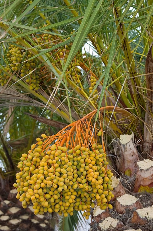 Date Palm (Phoenix canariensis)