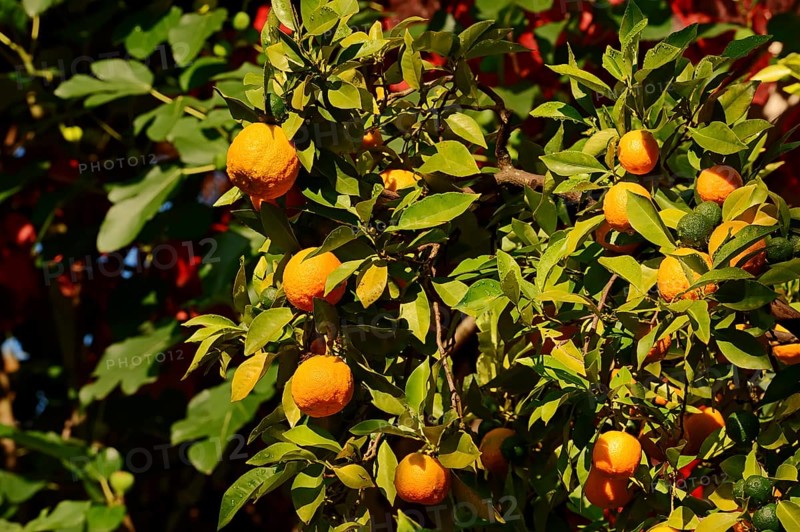 Ornamental Bitter Orange (Citrus aurantium ssp. aurantium)