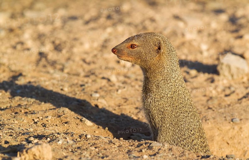 Slender Mongoose (Galerella sanguinea) at its burrow