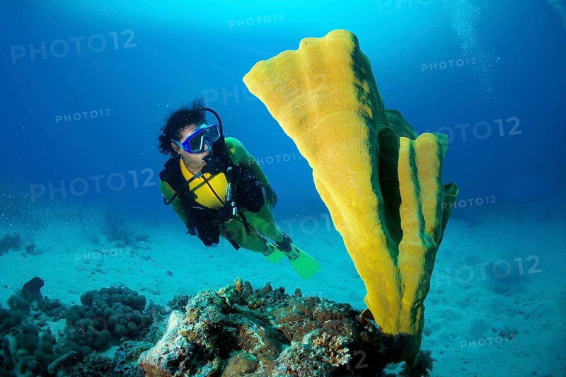 Scuba diver observing an Elephant Ear Sponge (Lanthella basta)