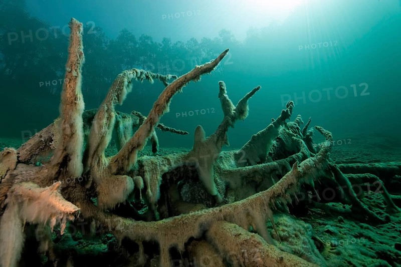 Roots with Slime Algae
