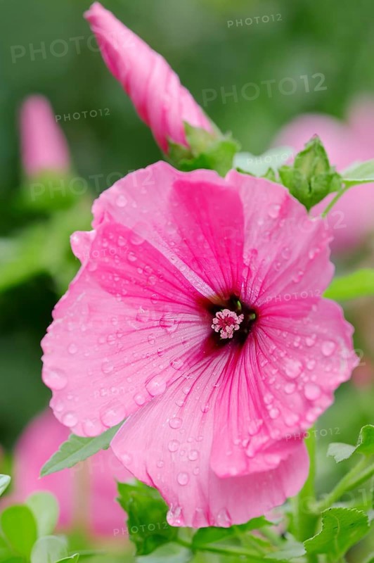 Annual Mallow (Lavatera trimestris