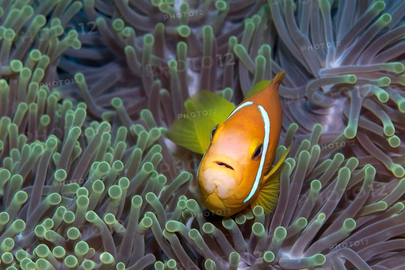 Maldive Anemonefish or Blackfinned Anemonefish (Amphiprion nigripes) in a Magnificent Sea Anemone (Heteractis magnifica)