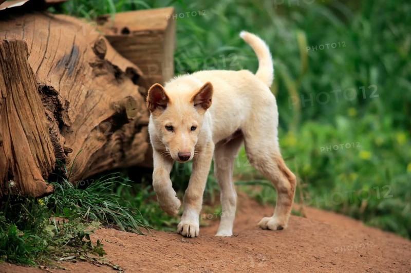 Dingo (Canis familiaris dingo)
