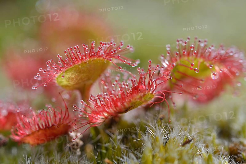 Sundew (Drosera rotundifolia)