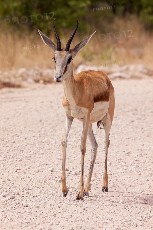 Springbok (Antidorcas marsupialis)