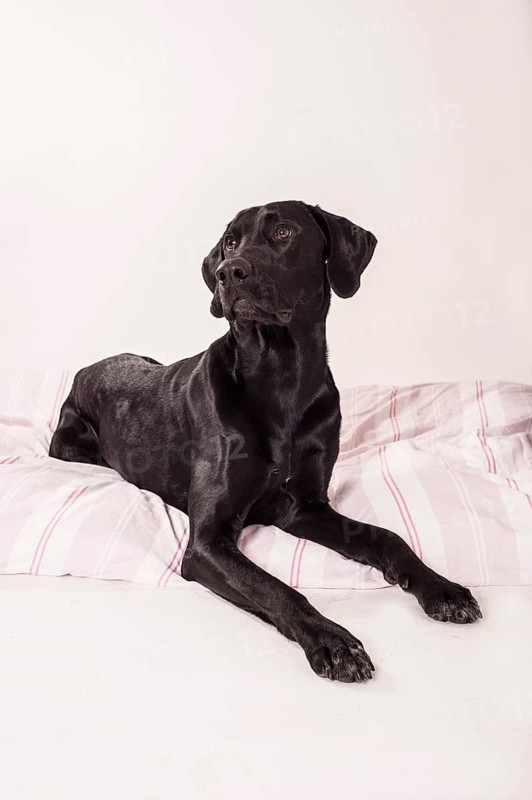 Lying big black mongrel
