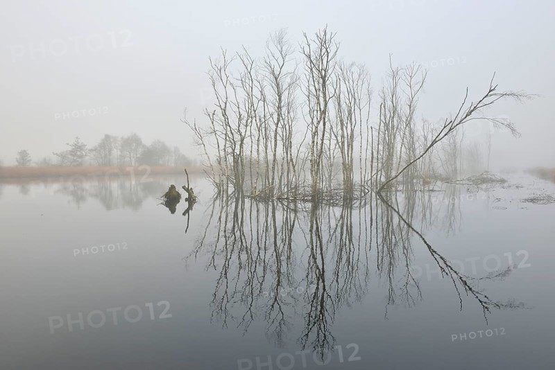 Rewetted high moor in fog