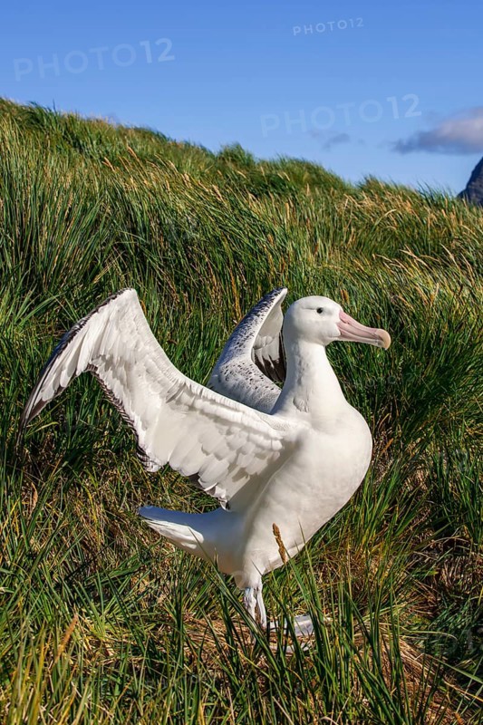 Wandering Albatross (Diomedea exulans) at its nesting site