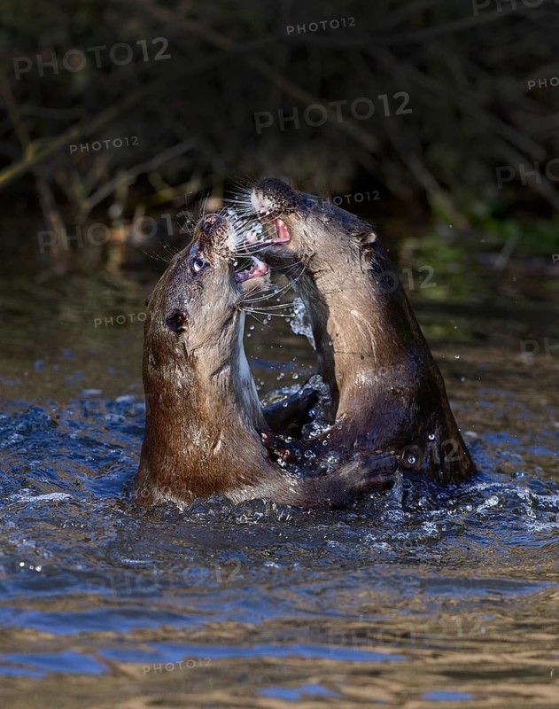 Otters (Lutra lutra) fighting