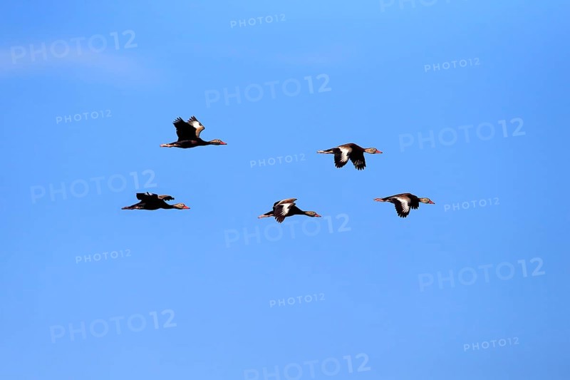 Black-bellied Whistling Ducks (Dendrocygna autumnalis)