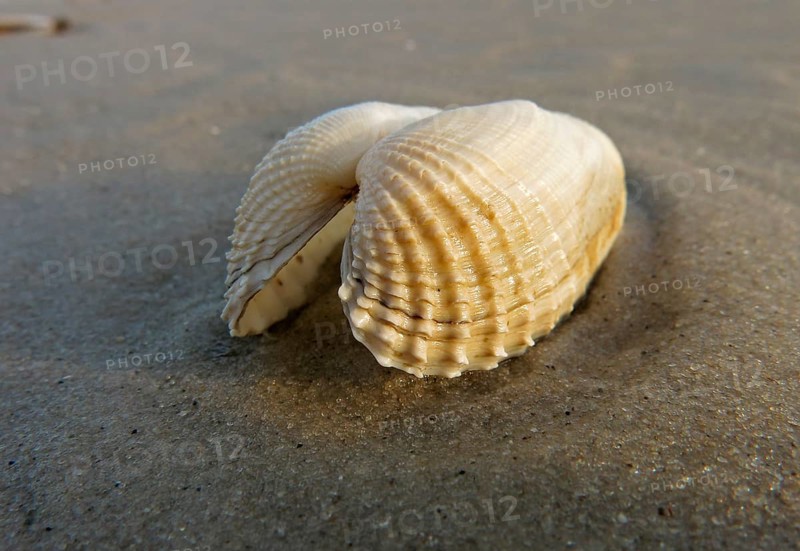 False Angel Wing or American Piddock (Petricola pholadiformis)