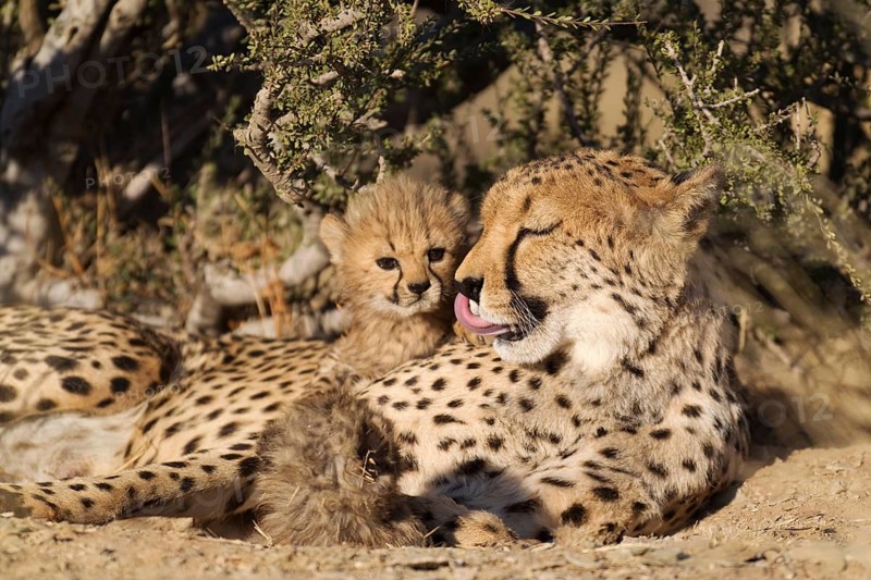 Cheetah (Acinonyx jubatus)